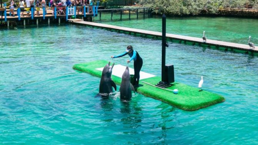 Enjoy the Dolphin show at San Martin de Pajarales Island, Colombia