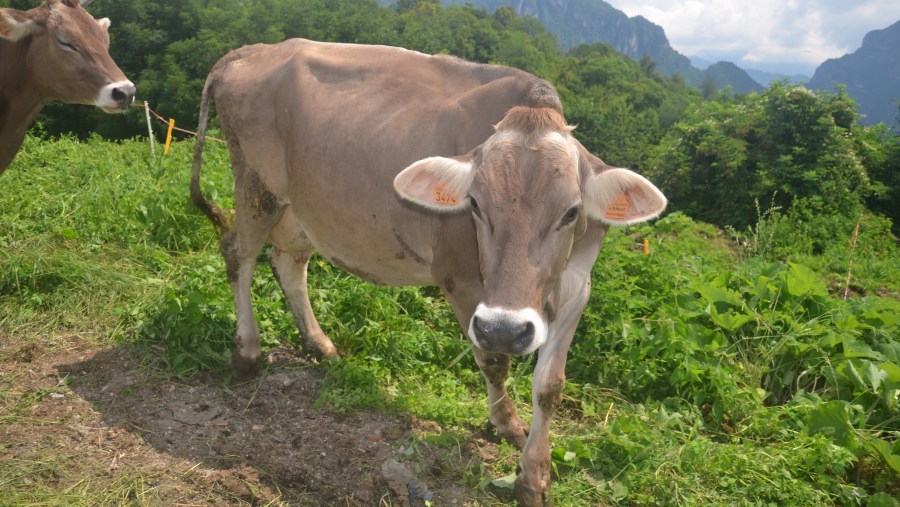 Sara Cologni Bruna Alpina Cow