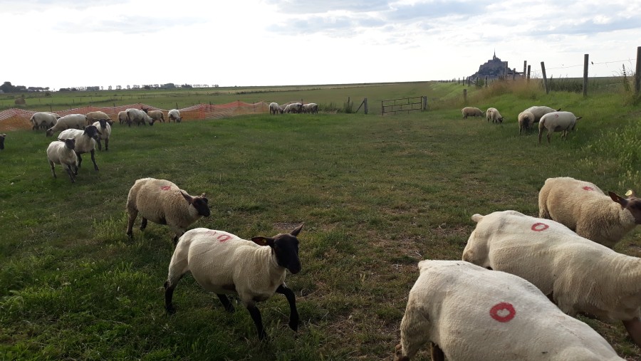 Sheep next to the Abbaye du Mont-Saint-Michel