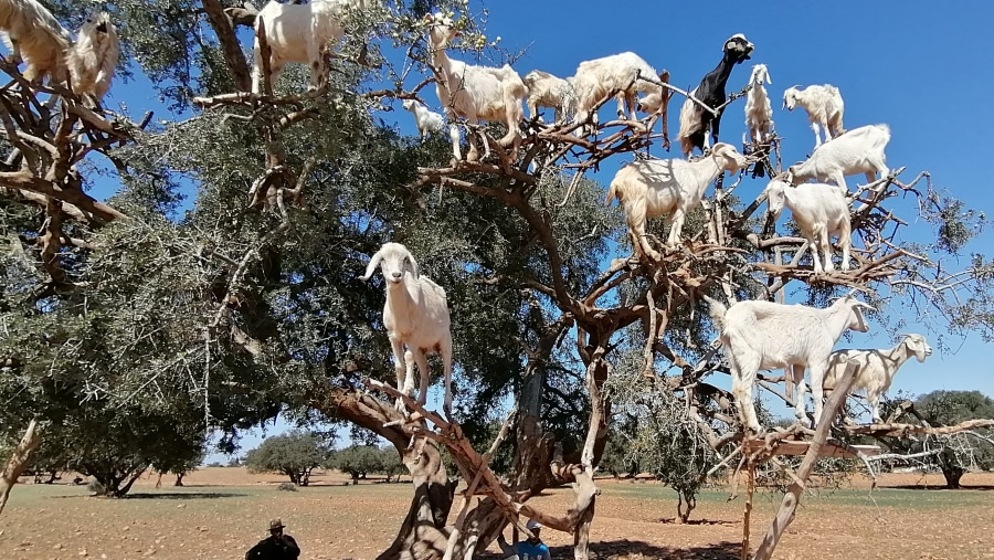 Moroccon trees of goats