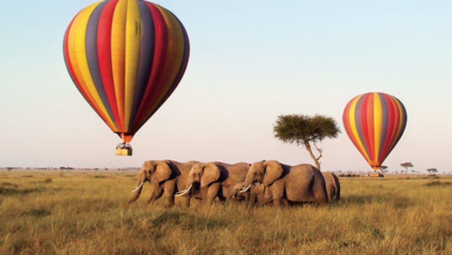 Elephants in Queez Elibabeth National Park