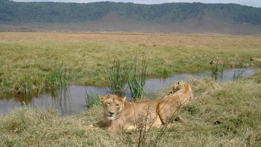 lionesses resting