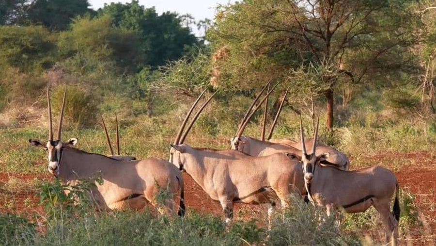 Gemsboks in Samburu