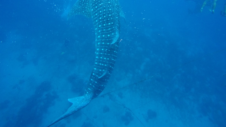 A shark inside the ocean