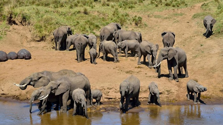 Elephants grazing in the Tarangire National Park