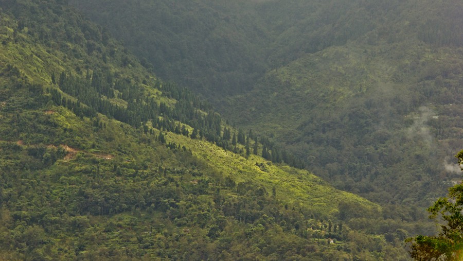 Overflowing greenery!