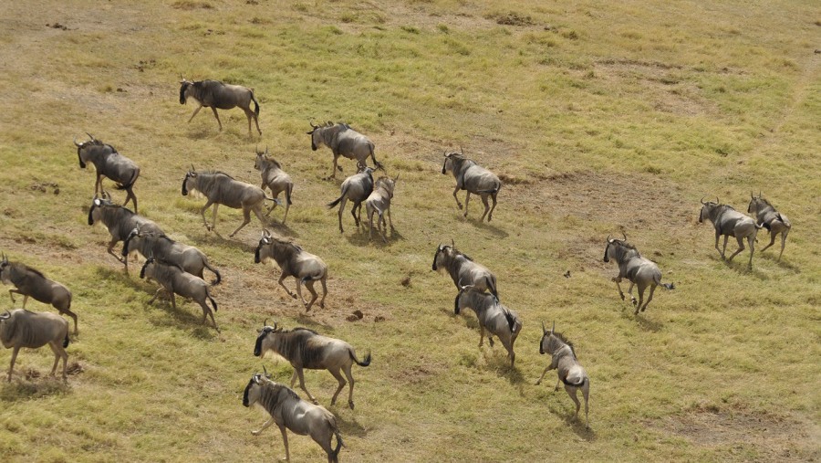 wildebeests migration in Masai Mara