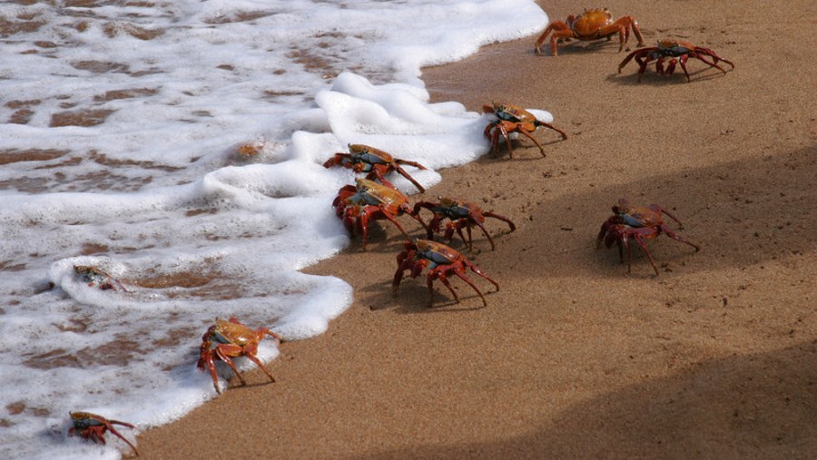 Crabs walking to the sea