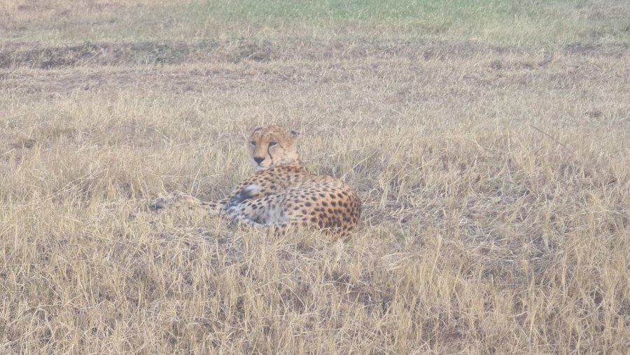 Acinonyx jubatus raineyii