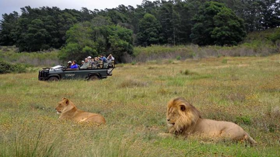 Spot Lions on your Game Drive in Chobe National Park