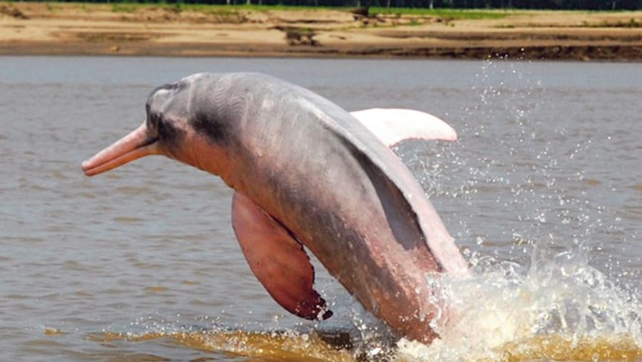 pink dolphins