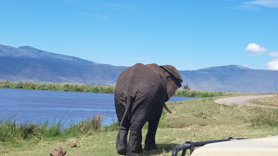 Elephants at the Tarangire National Park