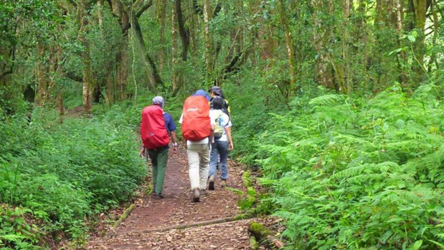 Trekking through the Marangu Route