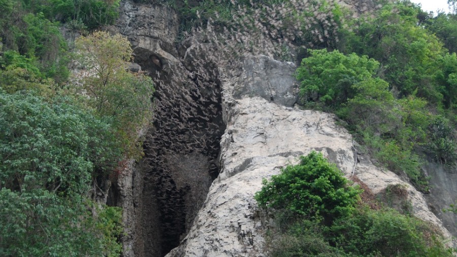 Bat-Cave