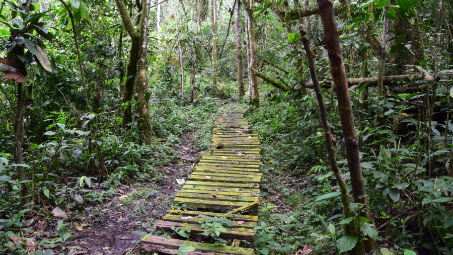 Kibale National Park