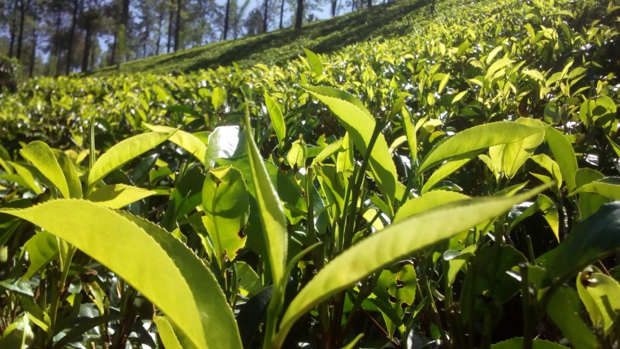 Tea garden