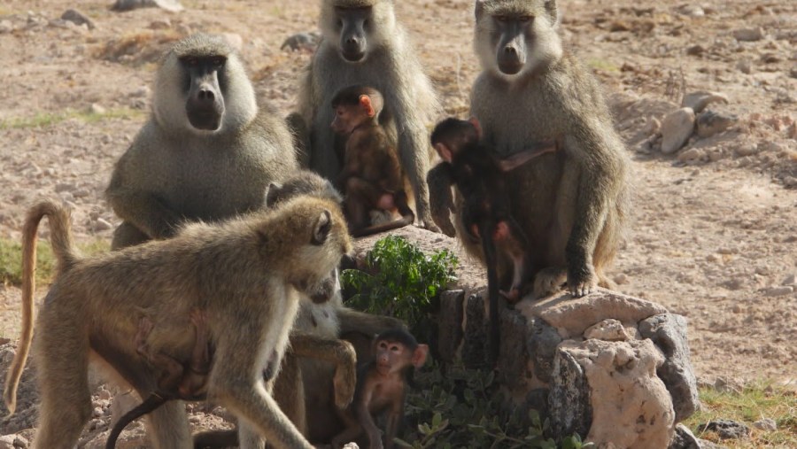 Chacma Baboon