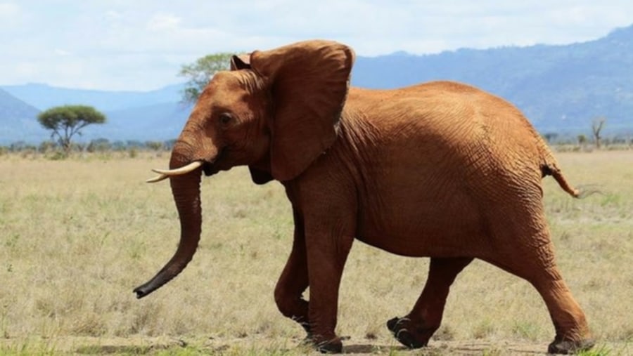 Elephant at Tsavo East National Park