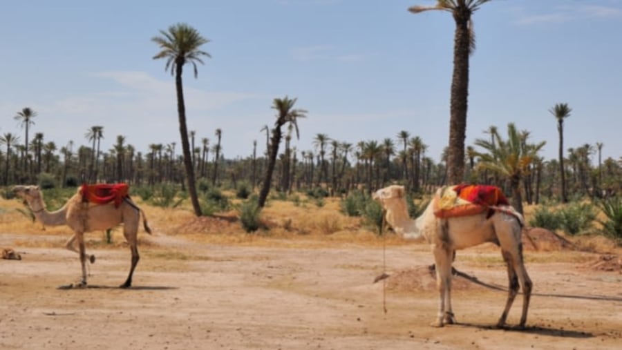 Camel ride in Palmeraie, Morocco