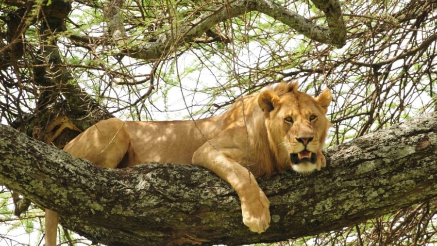 Spot Tree-Climbing Lions at Manyara