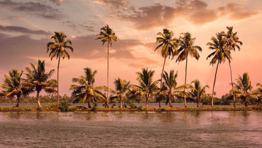 Coconut Trees