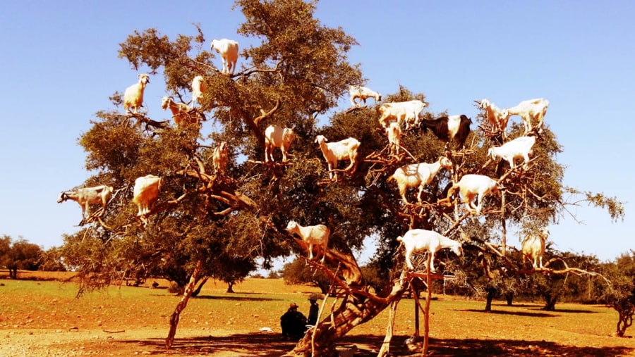 Morocco's Goat Trees