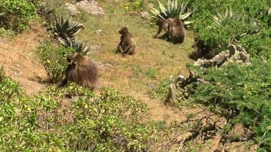 See Gelada Baboons