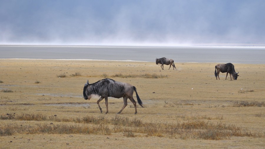 Wildebeests at Ngorongoro Crater
