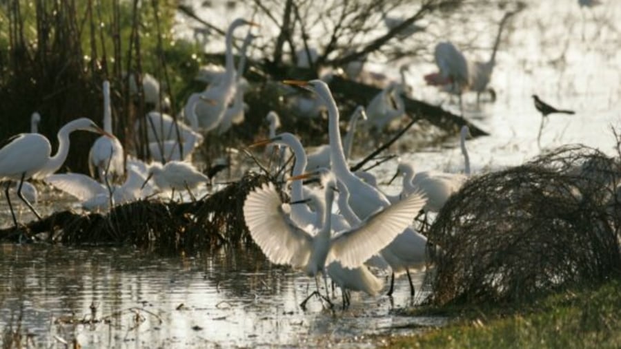 Egrets at Djoudj Bird Sanctuary