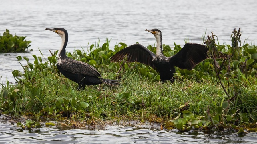 Birds at Lake Naivasha