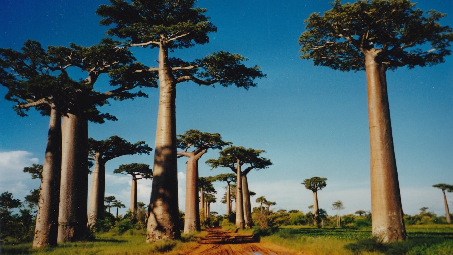 Avenue of the Baobabs