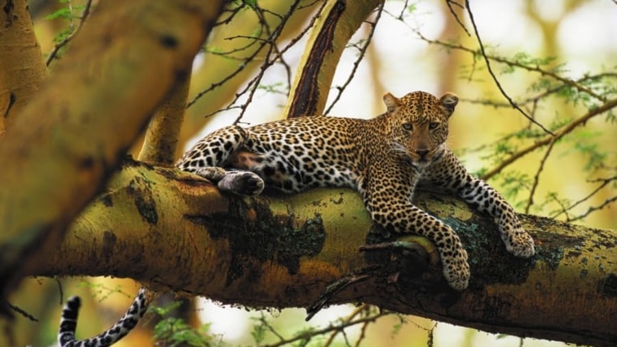 Leopard on the tree at Maasai Mara