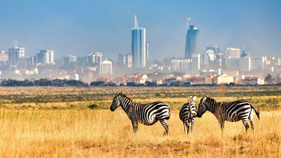 Zebras in the park