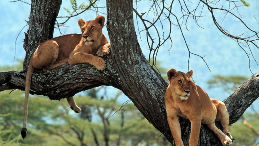 Lioness at Mikumi National Park