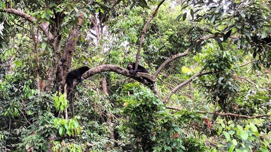 Tour the Sun Bear Sanctuary