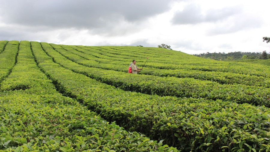 sidamanik,tea plantation 