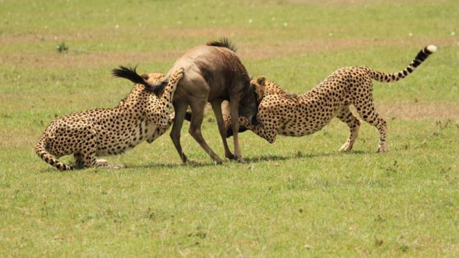 Game drive scenes in Kenya