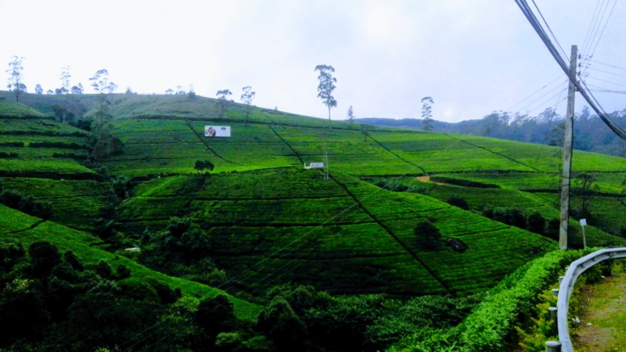 Tea Plantations