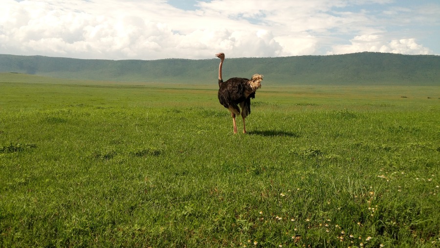 Ostrich at Ngorongoro Conservation Area