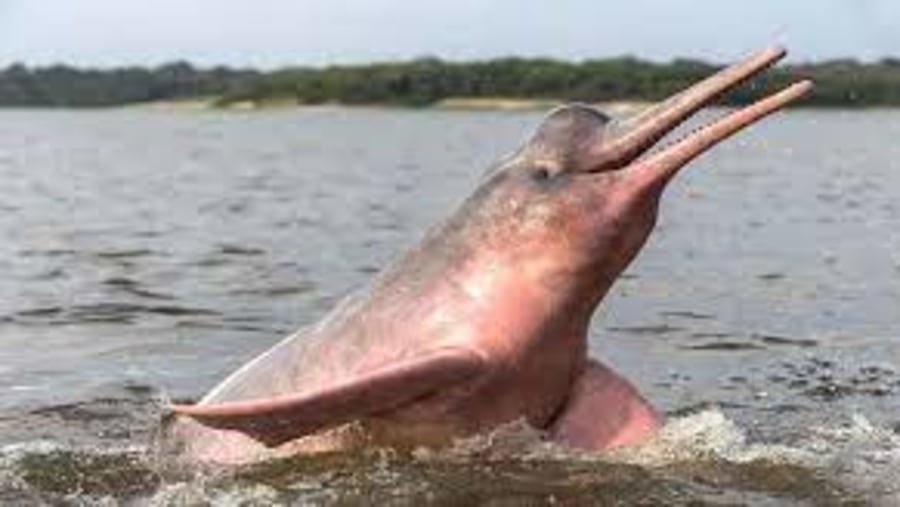 Pink and Grey Dolphins