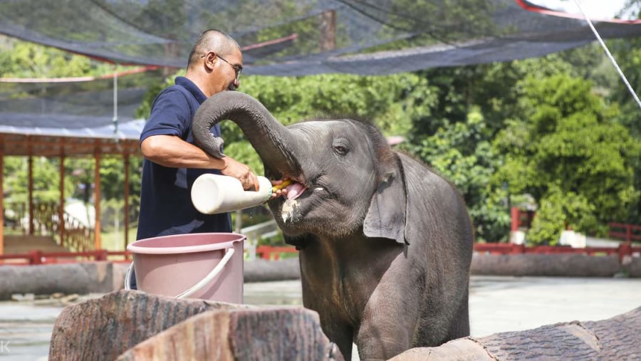 Feed baby elephants