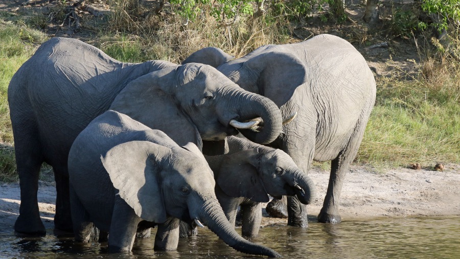 Elephants by the Chobe River