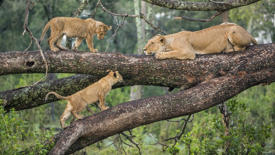 Tree-Climbing Lions of Lake Manyara National Park