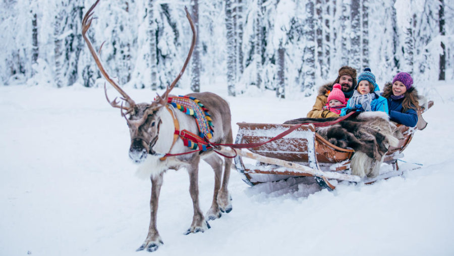 Enjoy an adventurous Reindeer Sledging in Finland