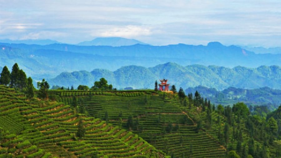 Niu Nian Ping Tea Plantation