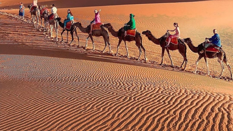 Camel caravan