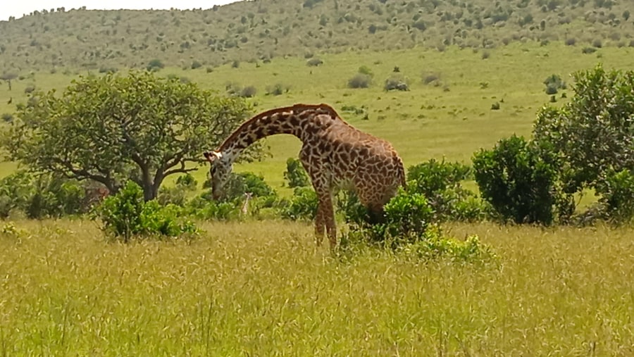 Giraffe