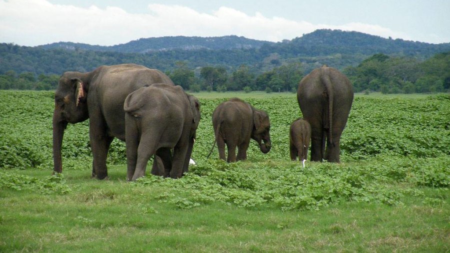 Herd of elephants