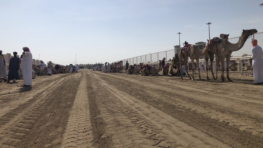 Shahaniya Camel Racetrack