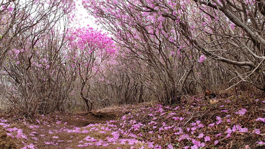 Korean Rosebay in Full Bloom on the Mountain